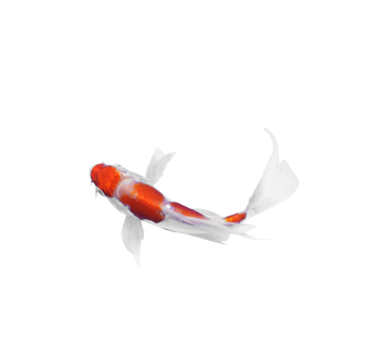 Butterfly Koi For Sale