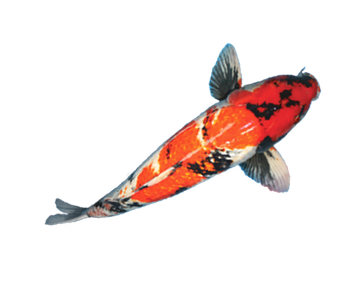 Koi Fish